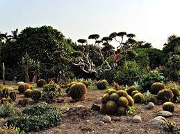 Cactus Garden Cactus Garden
